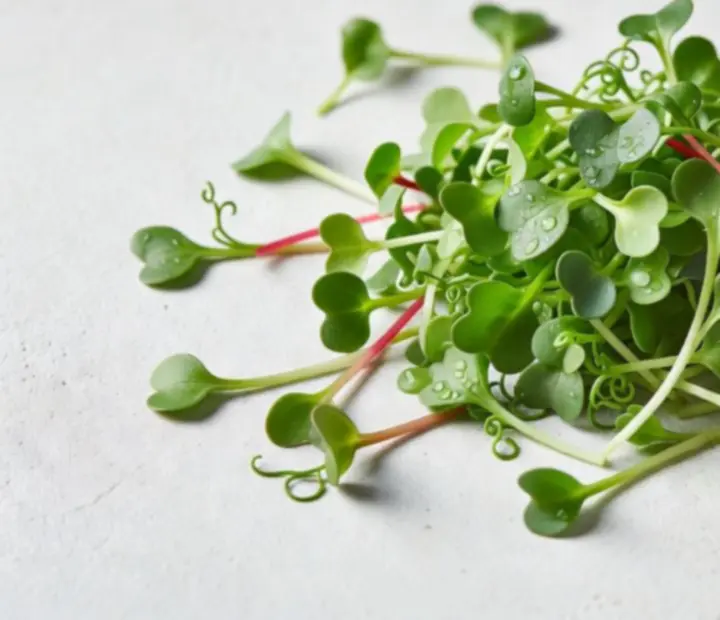 Friss mikrozöldek közelről, farm-to-table eco-bisztró szemlélettel.